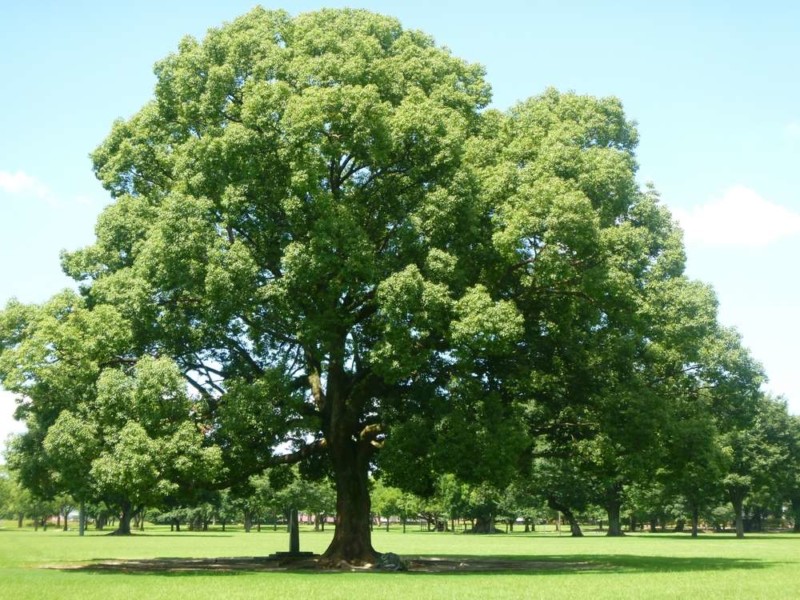 家系図は英語でfamily Tree 海外の家系図事情を探ってみた 家系図作成の家樹 Kaju